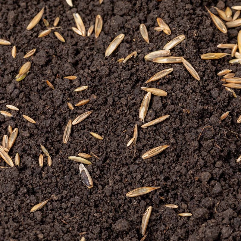 Turfworld Emerald Grass Seed in our top soil