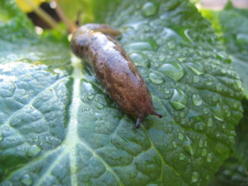 Slugs and Snails On Your Lawn 6