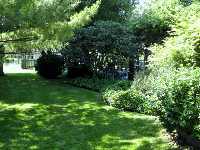 How to Grow Grass on Shady Lawns 2