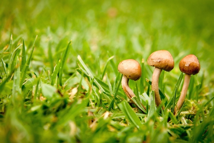 mushrooms on lawn 3