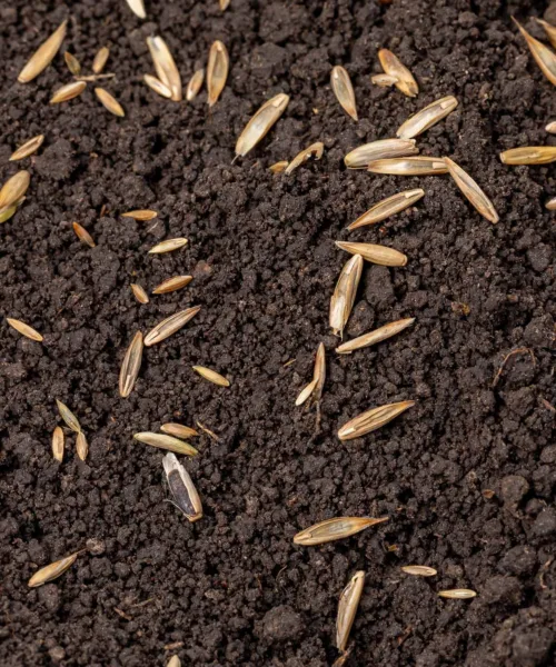 Turfworld_Grass-Seed_Top-Soil