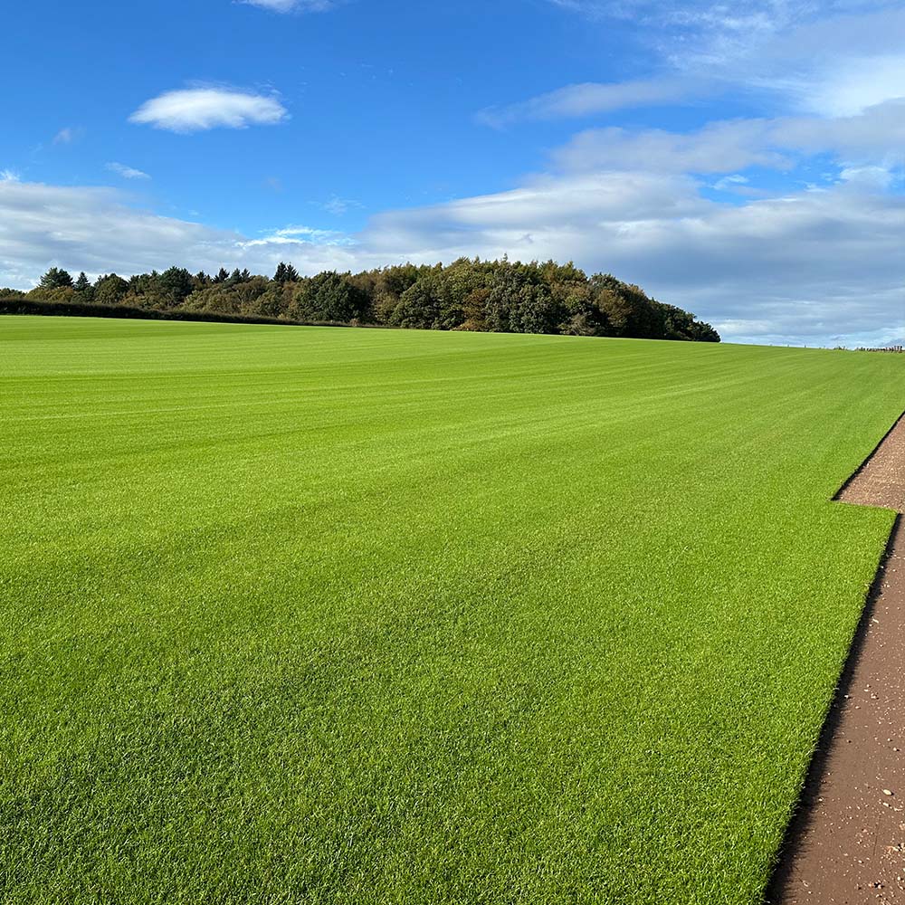 Signature Turf - Image 4